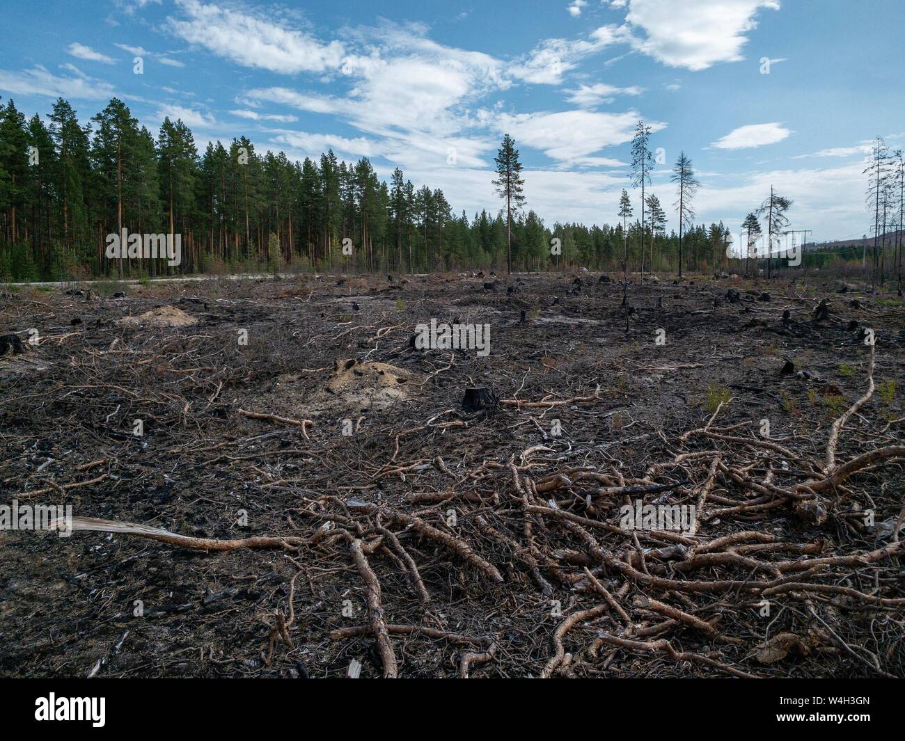 Forest fire aftermath with burnt trees and stump. Field with ashes after a wildfire. Stock Photo