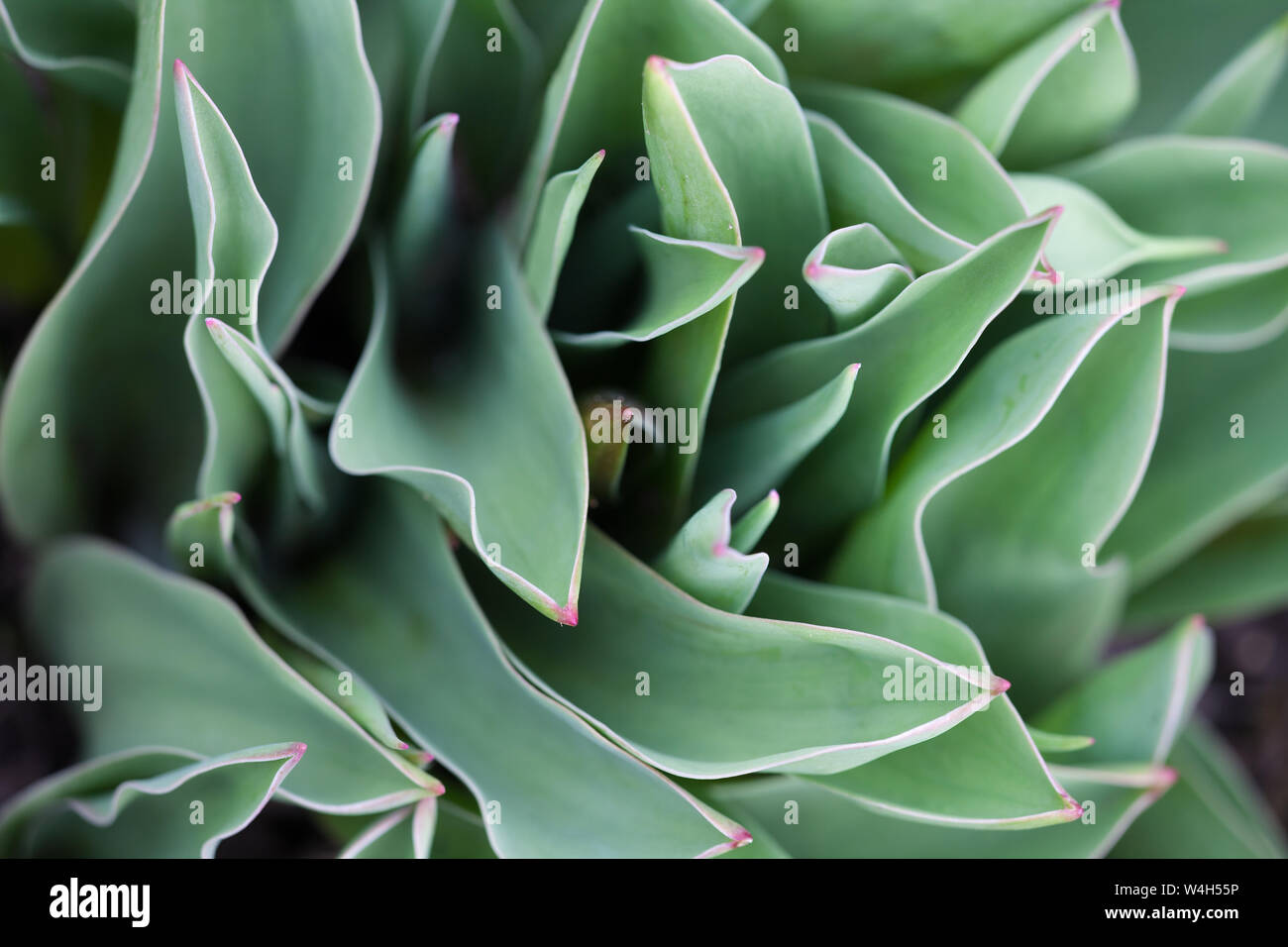 Close-up of the green leaves of tulips in top-view Stock Photo