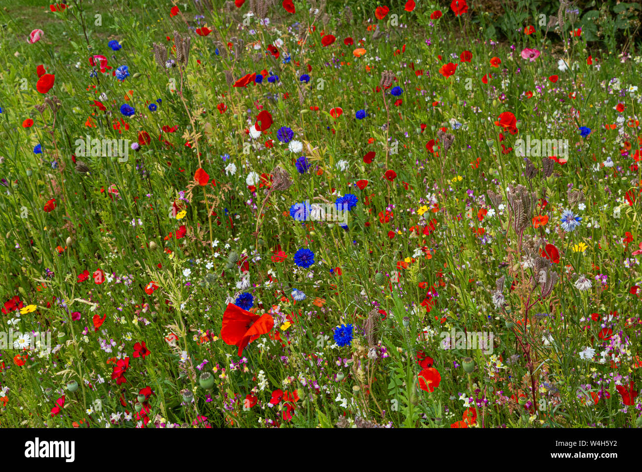 An English wildflower meadow. Stock Photo