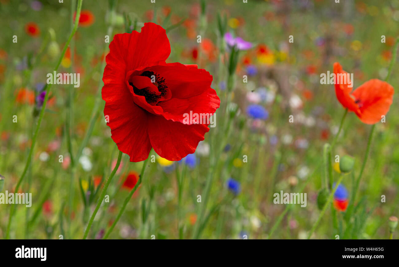 Corn poppy close up against a background of wildflowers. Stock Photo
