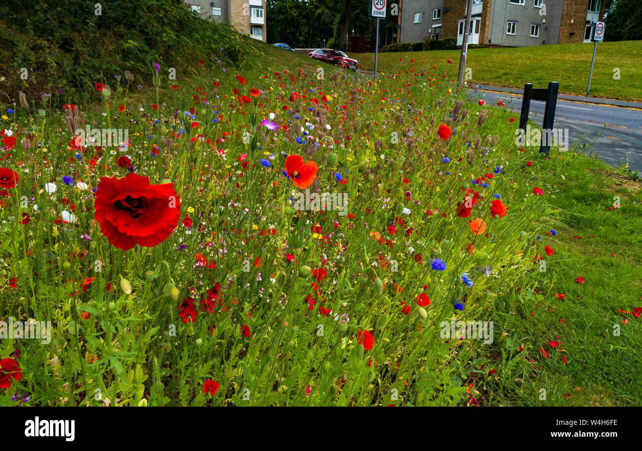 Cottage garden border wildflowers hi-res stock photography and images ...