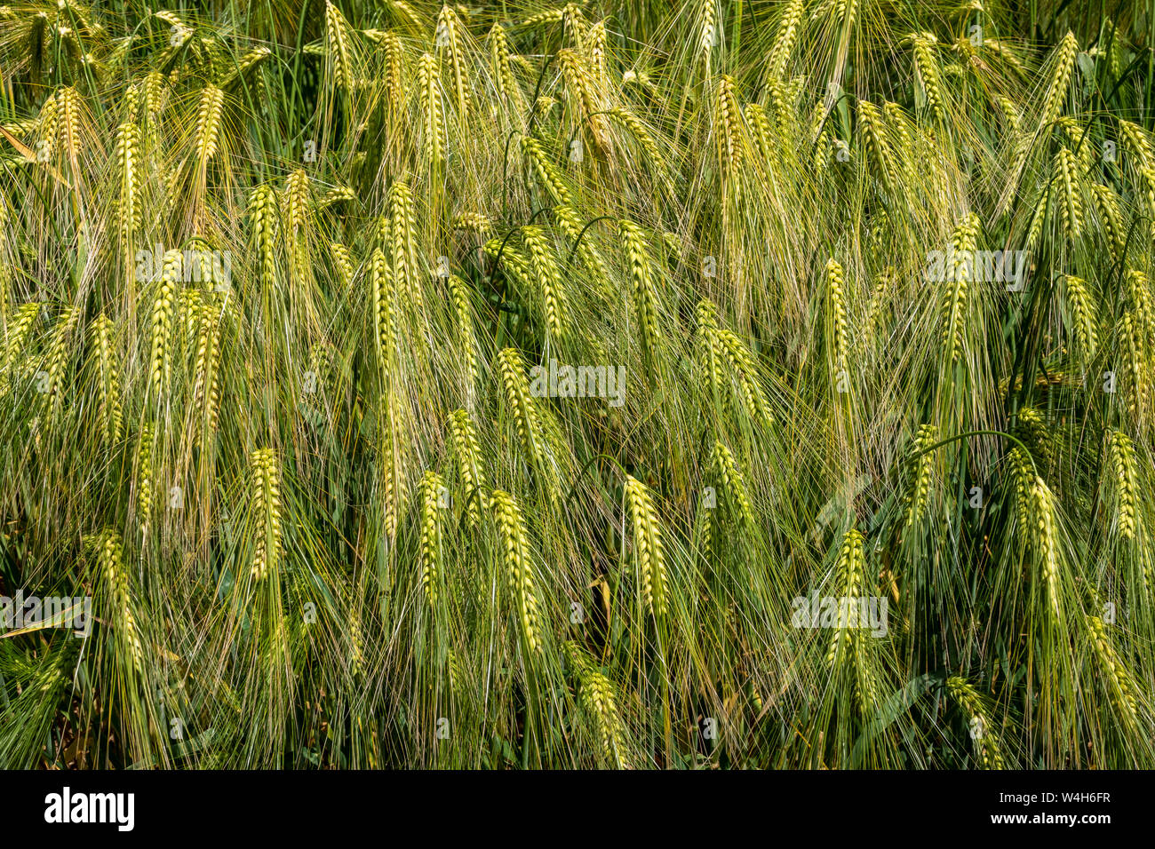 Close up of small area of unripe barley still green with grain heads bent over Stock Photo