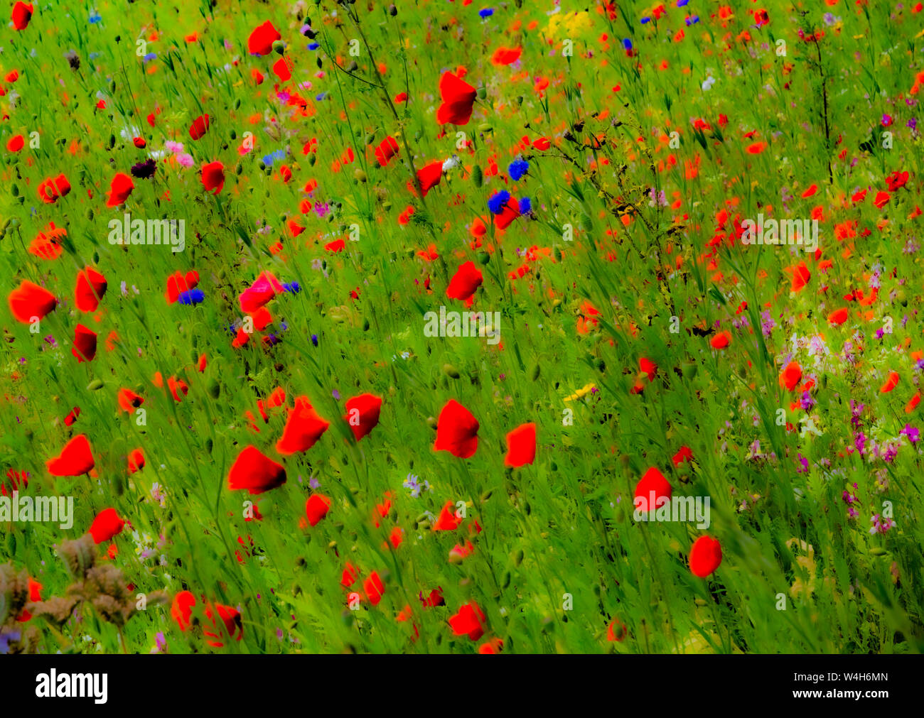 English wildlfowers.  The photo is an abstract of the colours. Stock Photo