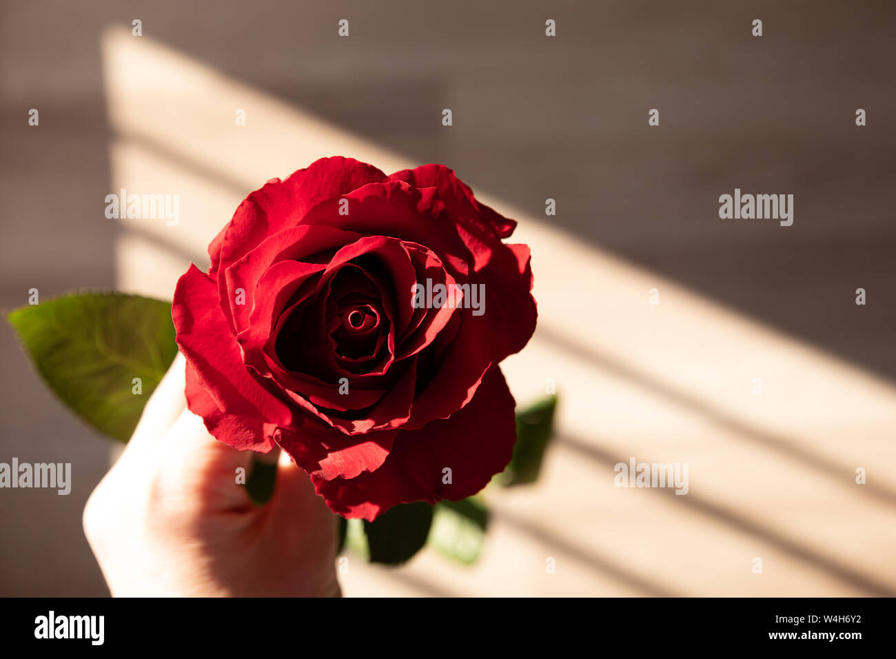 Beautiful red rose in hand, romantic flower Stock Photo Alamy