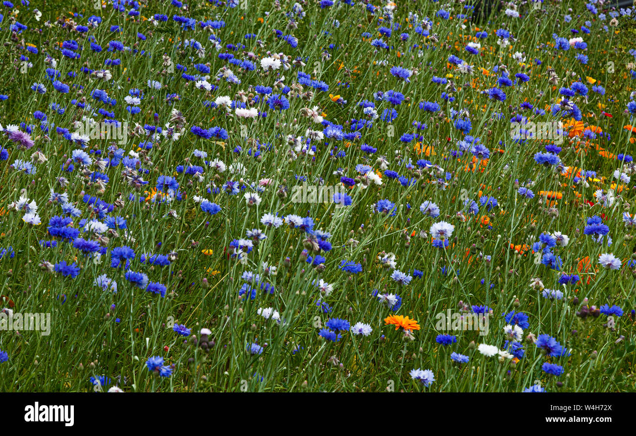 English wildflower meadow hires stock photography and images Alamy