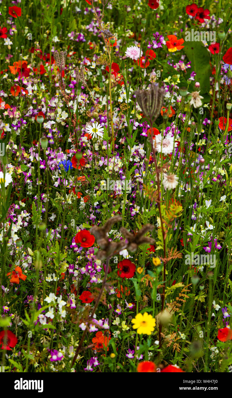 A wildflower meadow showing the flowers in close up. Stock Photo