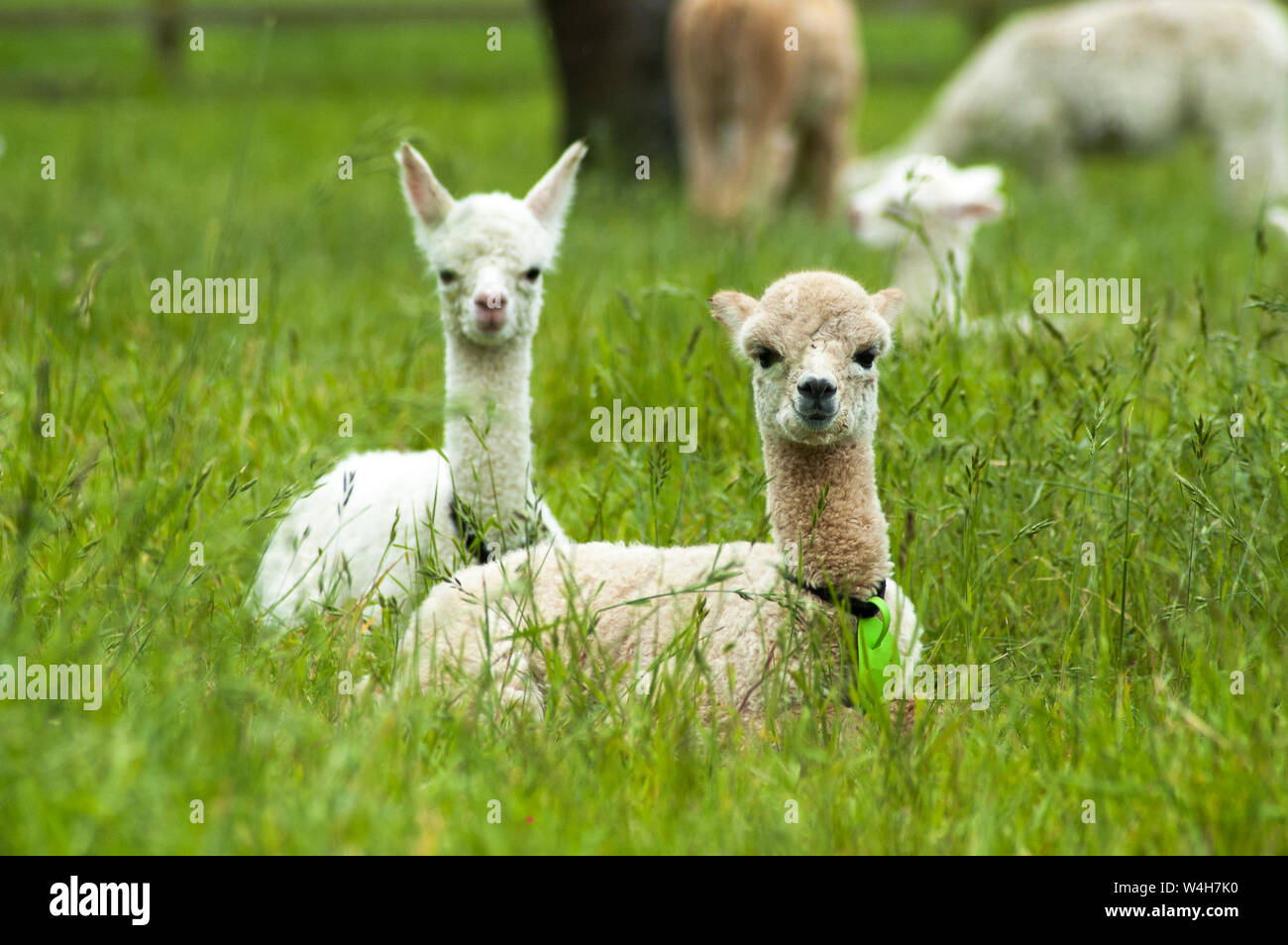 Cute white alpaca babies sitting on the grass Stock Photo