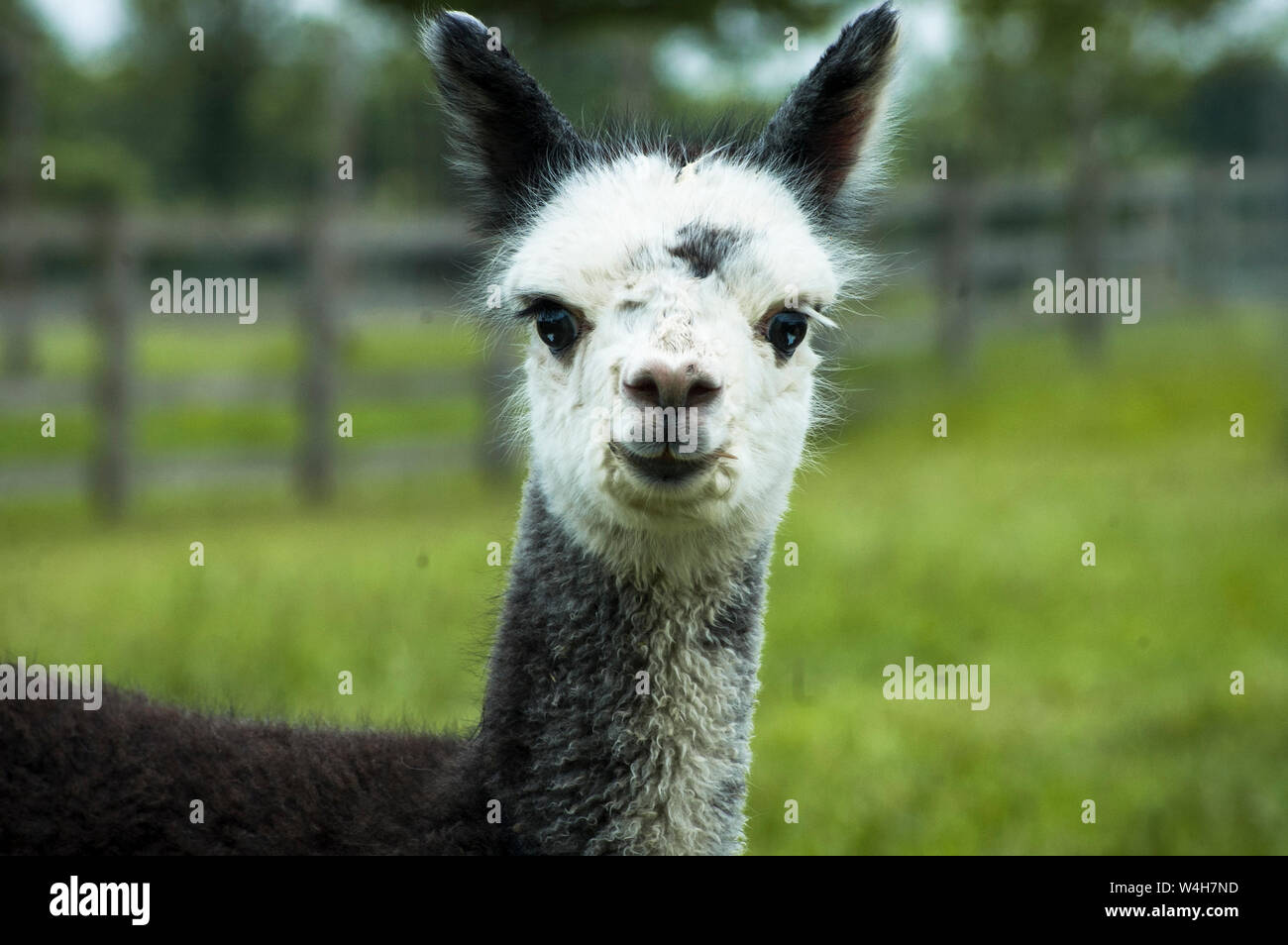 Gray alpaca closeup Stock Photo