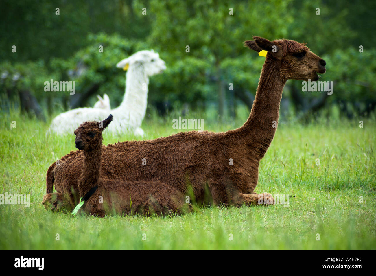 Brown alpaca mother and baby Stock Photo