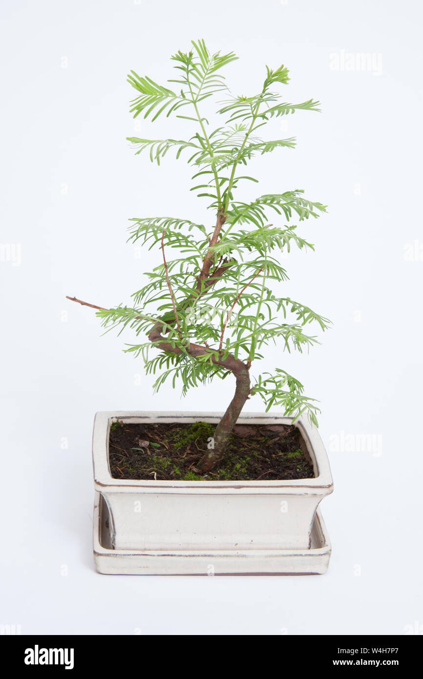 A Bonsai tree on a white background Stock Photo