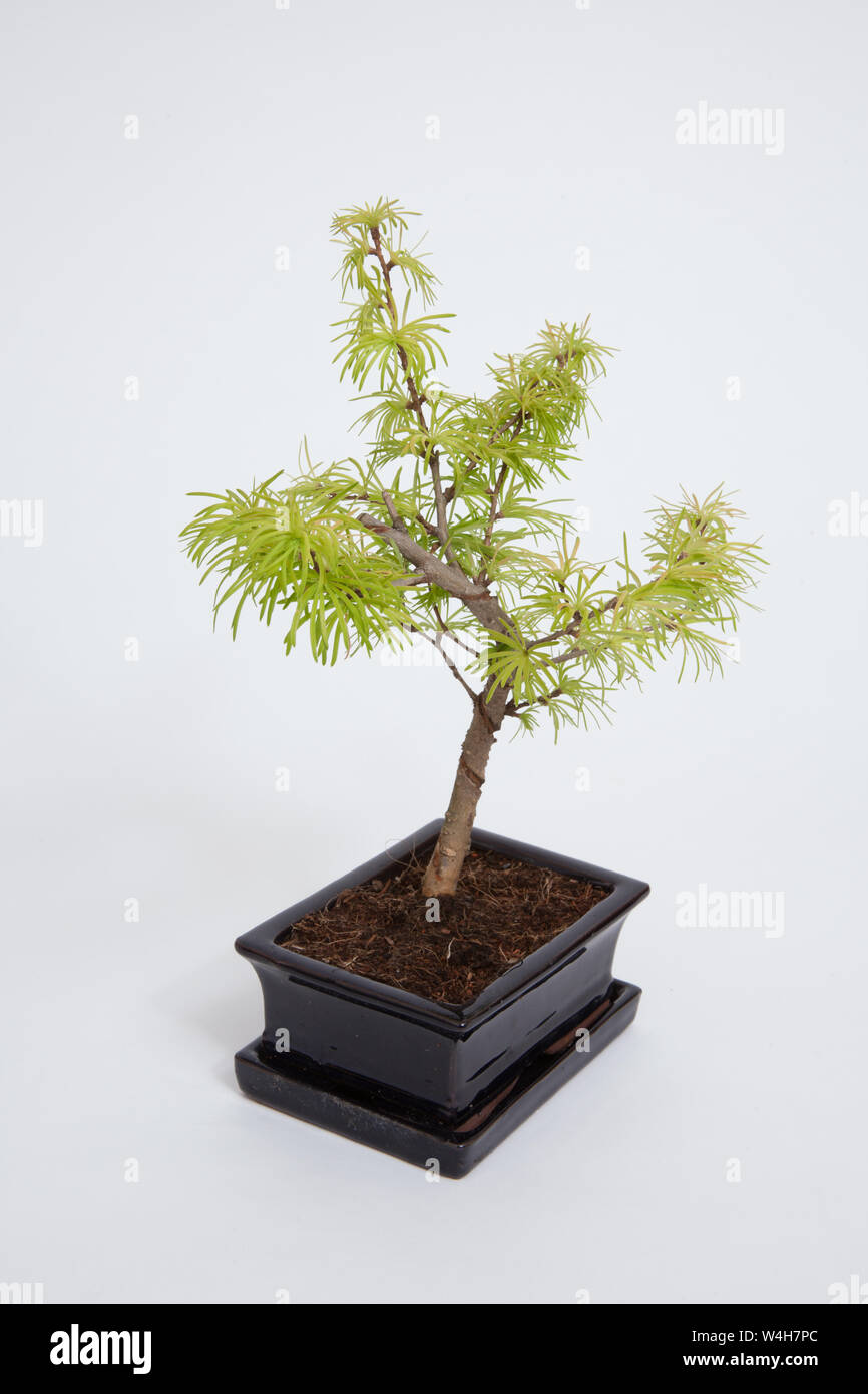 A Bonsai tree on a white background Stock Photo