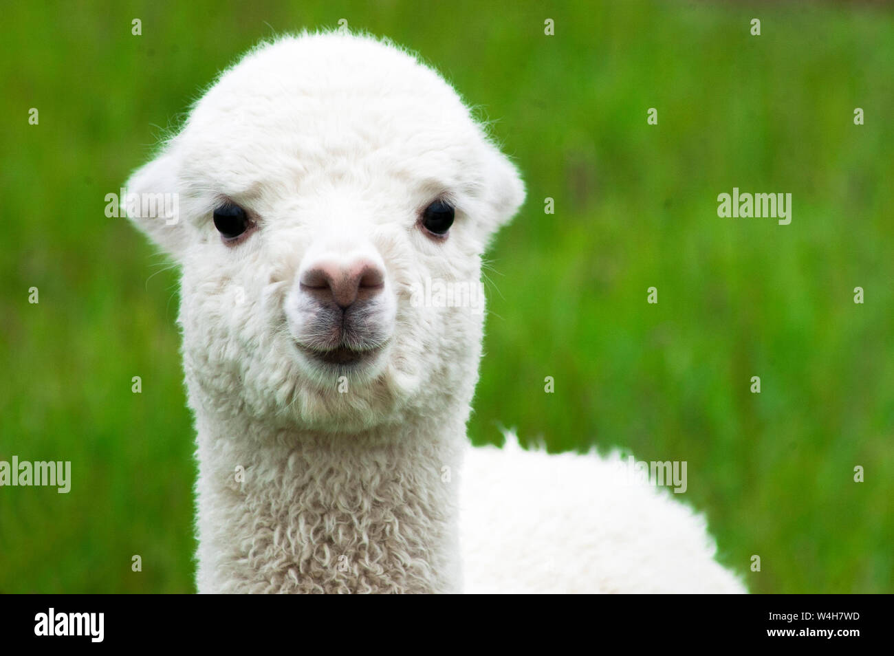 White alpaca baby closeup Stock Photo