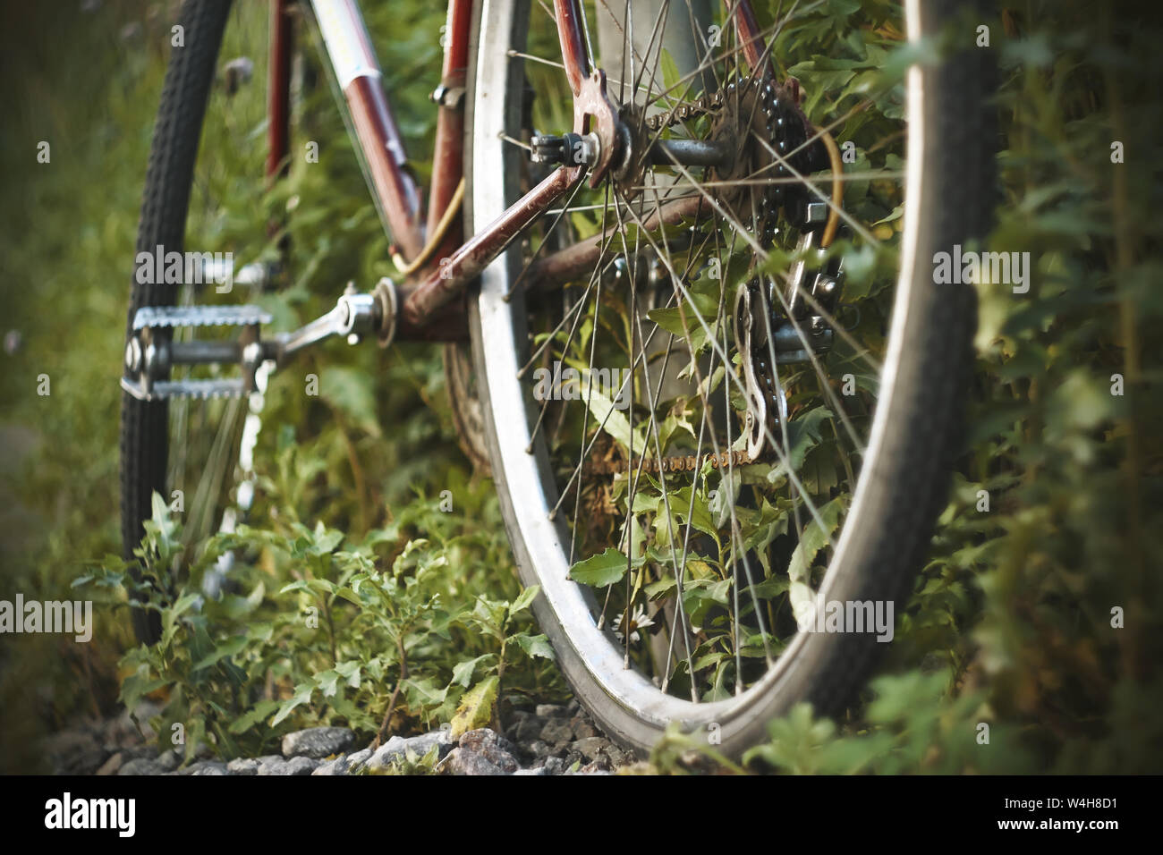 Red old rusty Bicycle that hasn't been ridden, is abandoned and overgrown with wild green grass. Nobody plays sports. Stock Photo
