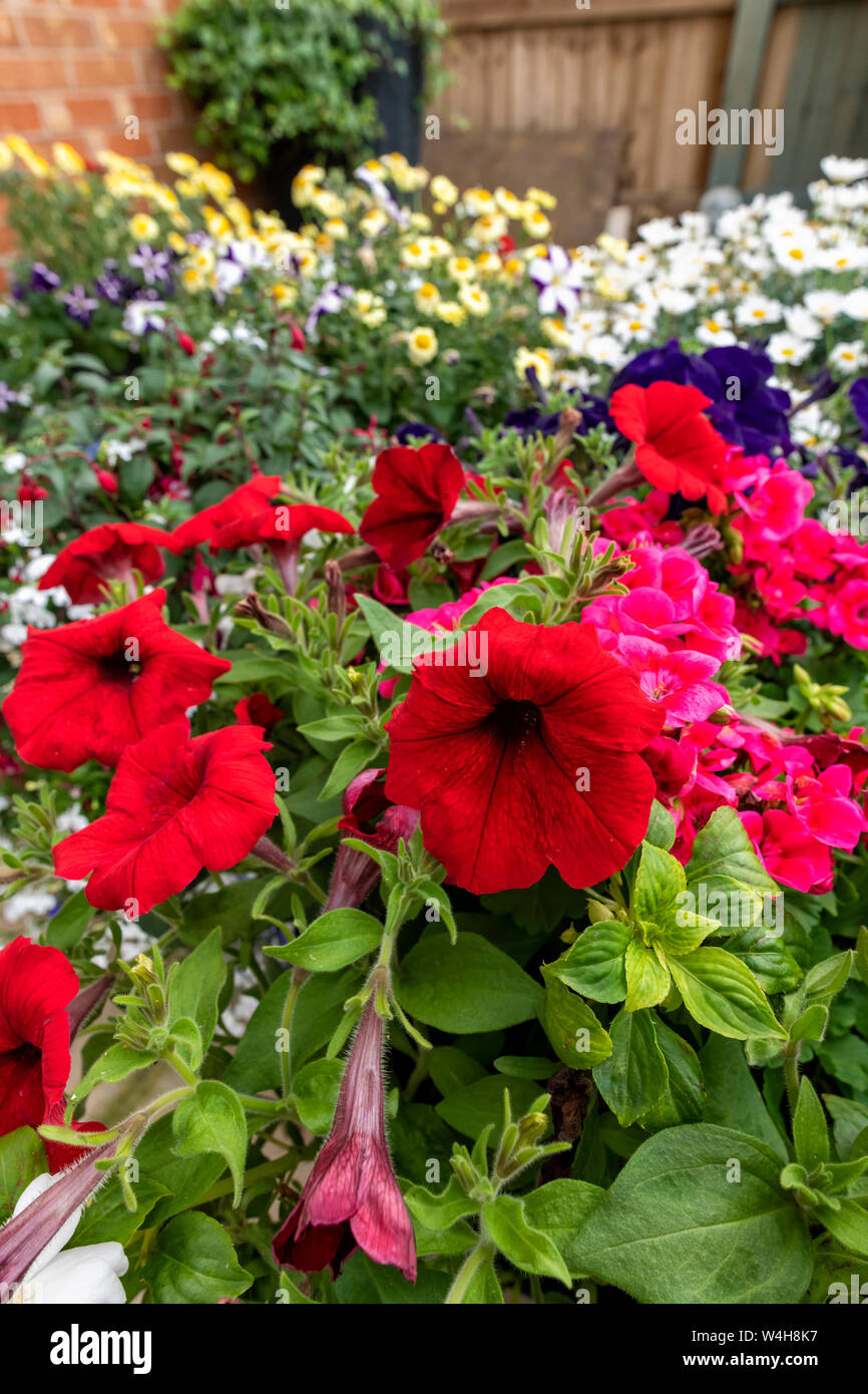 Colourful Red Petunias and other assorted garden flowers in pots on a patio Stock Photo