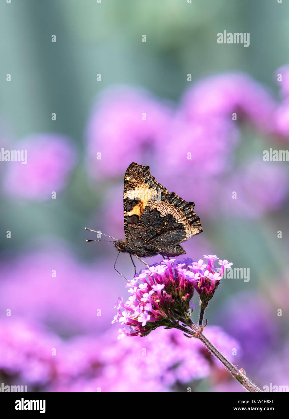 Small Tortoiseshell butterfly (Aglais urticae) feeding from a Verbena flower Stock Photo