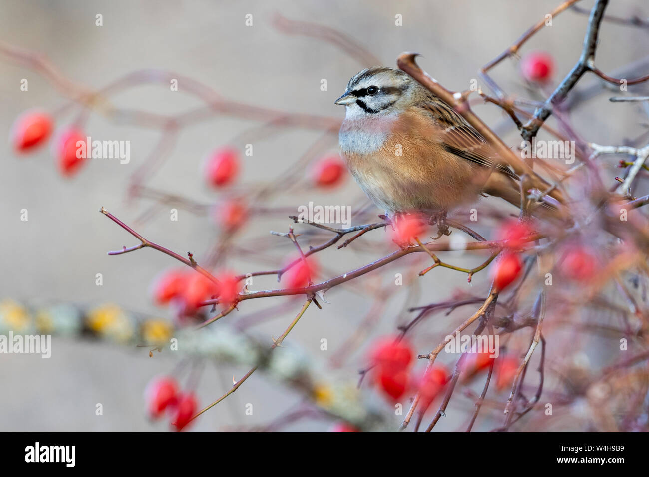 Bunting (Emberiza cia) in autumn perched on a branch of wild rose with red berries Stock Photo