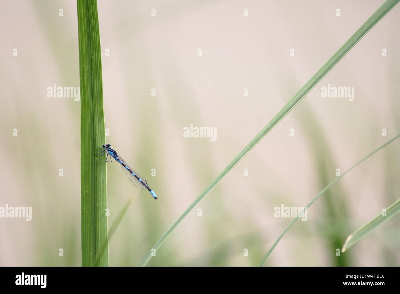 Blue damselfly resting on a vertical blade of grass Stock Photo