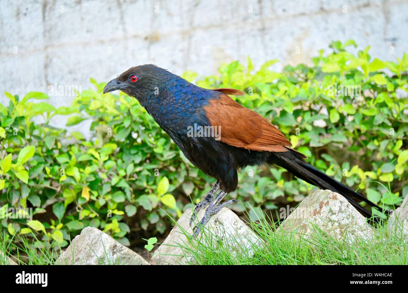 GREATER COUCAL Stock Photo