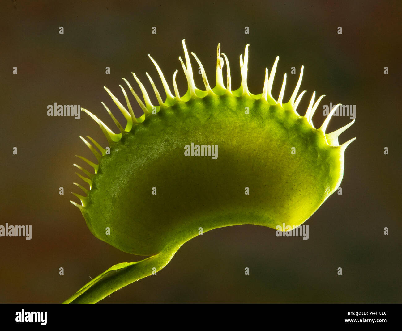 Detail of a Venus Flytrap, a carniverous plant that grows wild in moist areas of North and South Carolina. Stock Photo