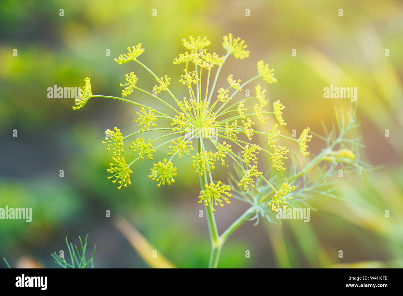 Fennel dill plant in garden hi-res stock photography and images - Alamy