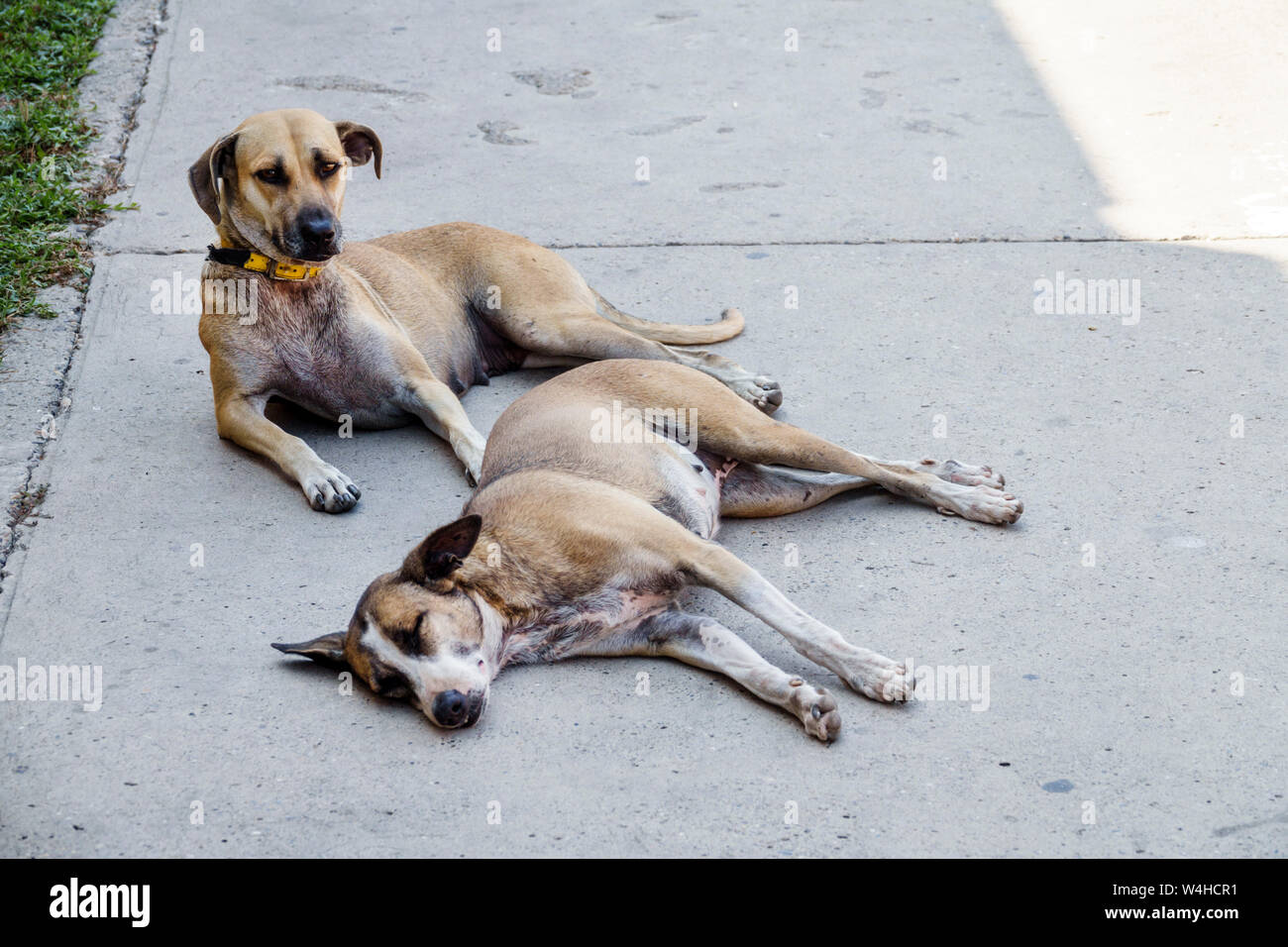 Colombia Cartagena Old Walled City Center centre Getsemani street dogs mutts sleeping on sidewalk sightseeing visitors travel traveling tour to Stock Photo