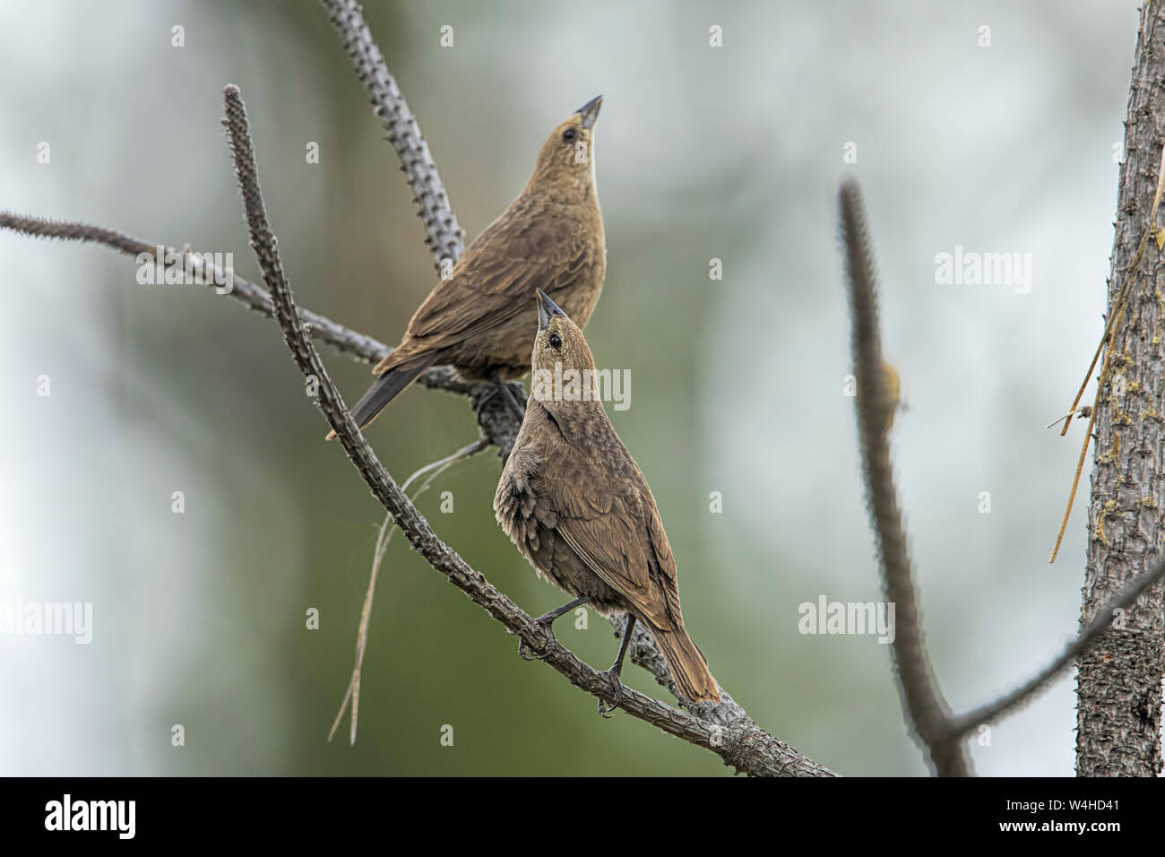 Common sparrows on a branch at Turnbull wildlife refuge in Cheney, Washington. Stock Photo