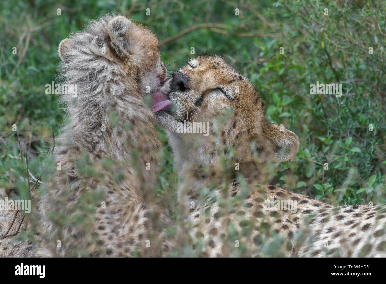 A horizontal safari photo of a mother cheetah grooming and licking her cub in the savanna in Africa. Stock Photo