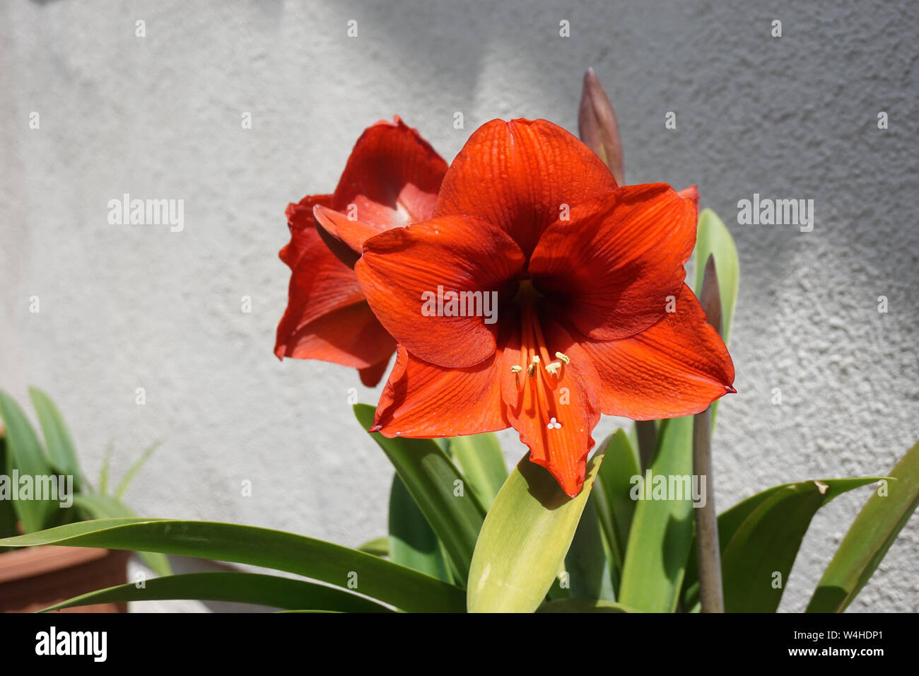 A Red Amaryllis flower Stock Photo
