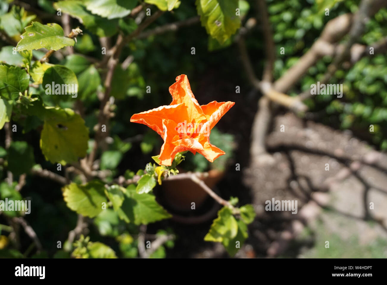 An Orange Star Flower Stock Photo - Alamy
