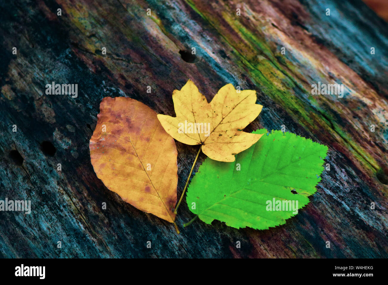 Colorful leaves on the trunk of a tree Stock Photo