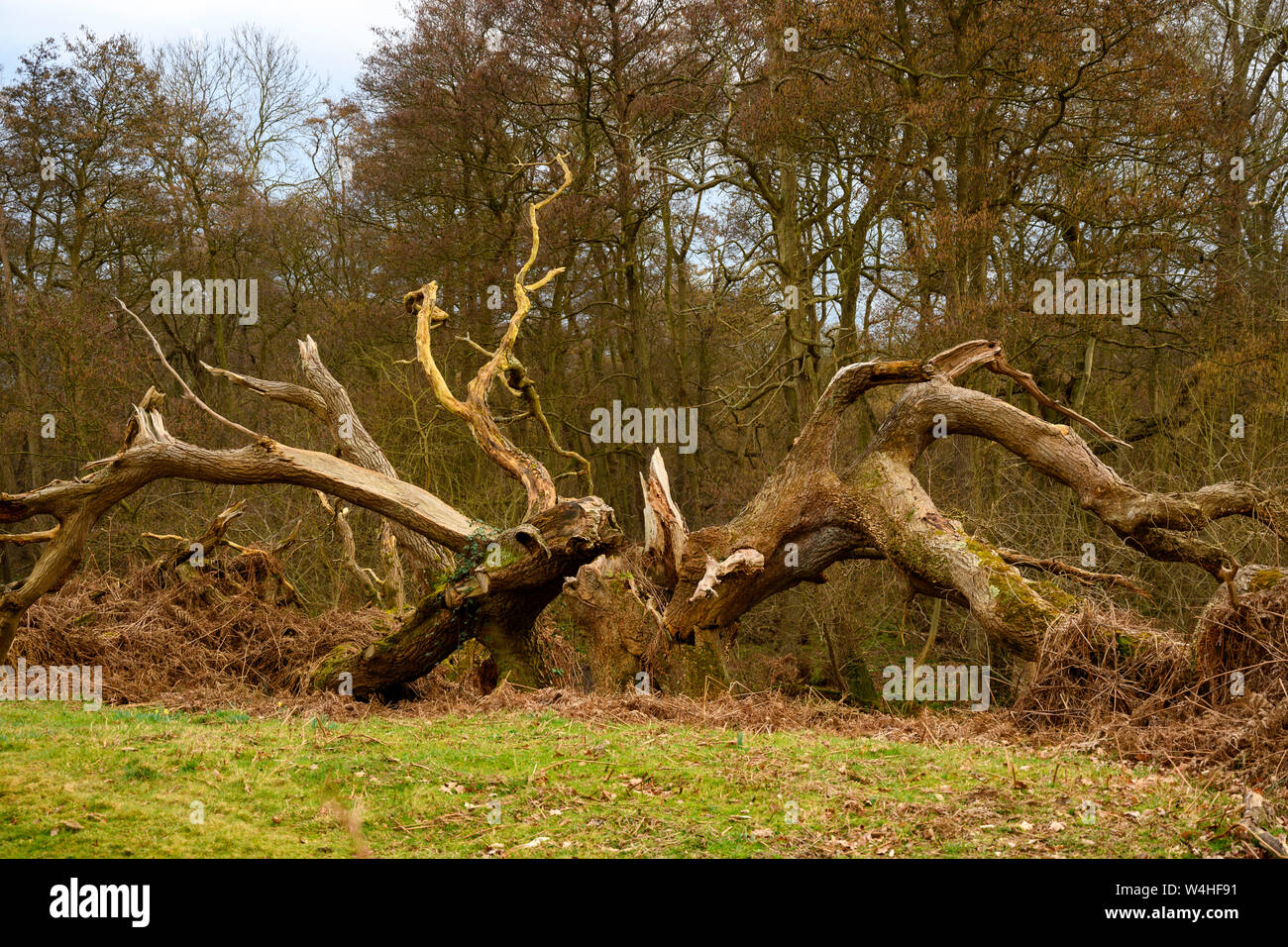 Tree split hires stock photography and images Alamy