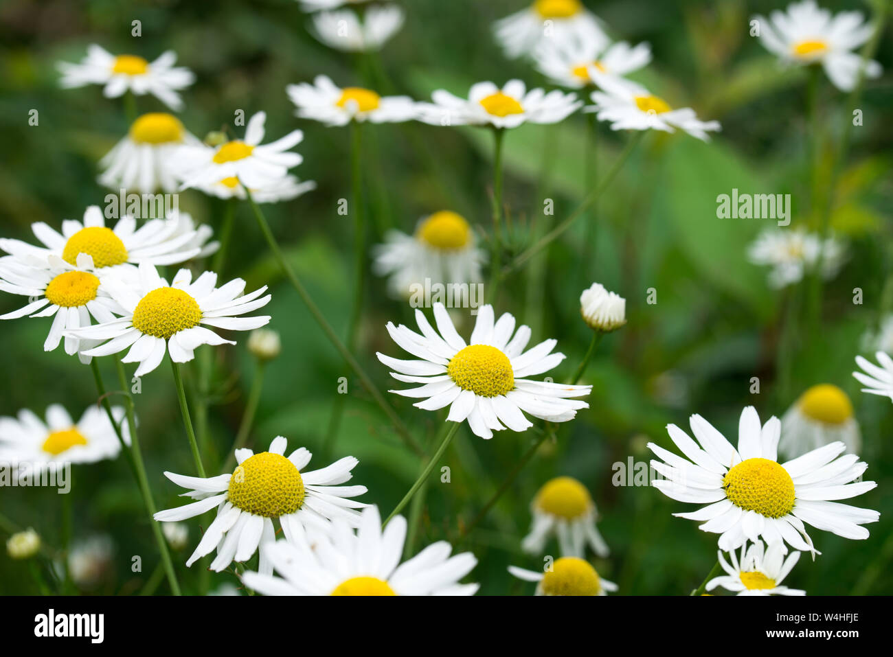 Chamomile white hi-res stock photography and images - Alamy