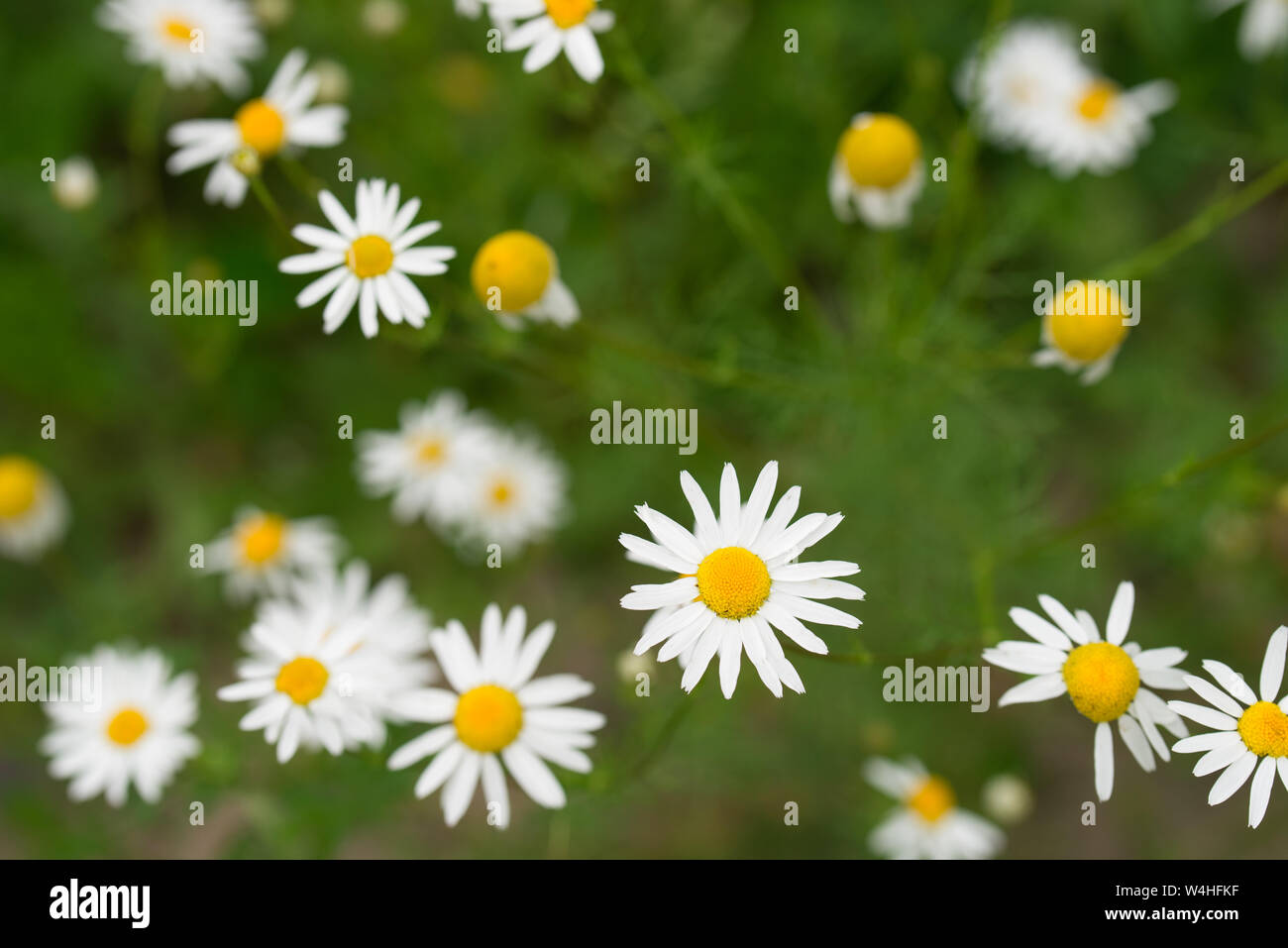 White chamomile in meadow field hi-res stock photography and images - Alamy