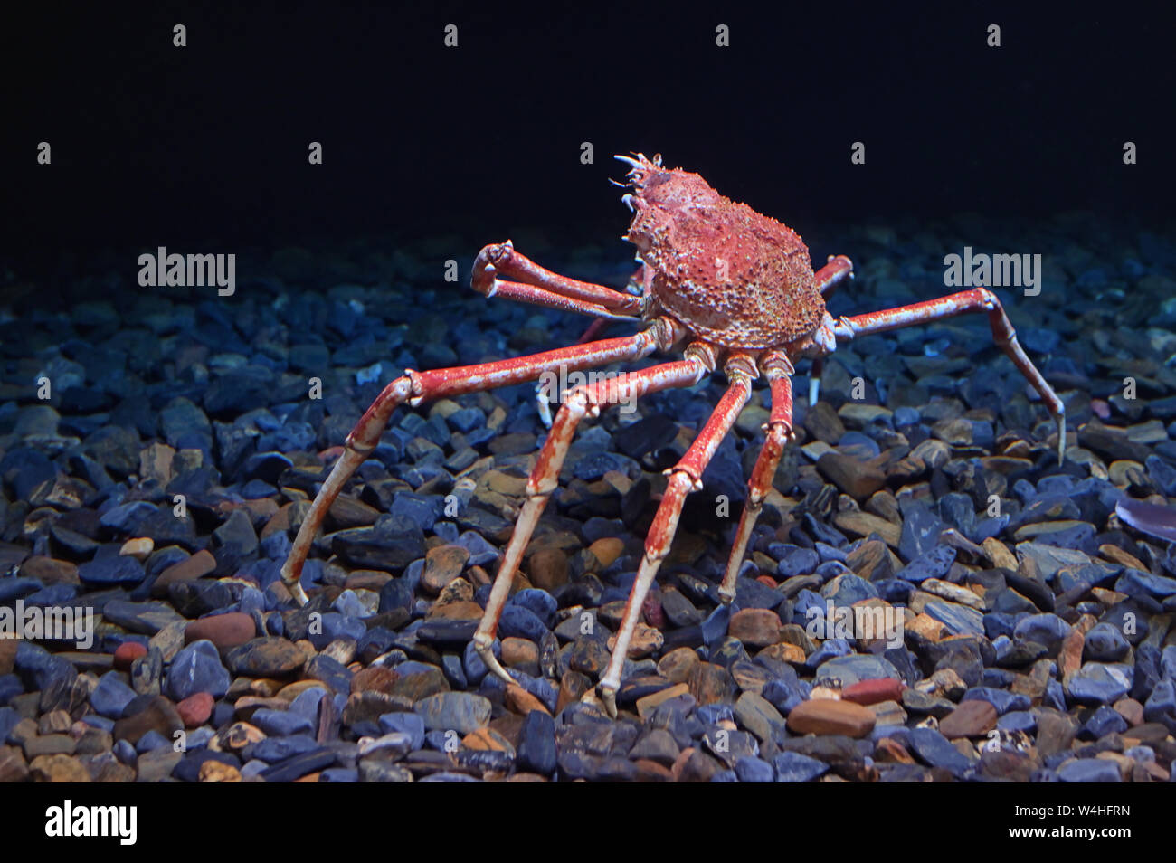 Tropical Rock lobster under water in aquarium Stock Photo