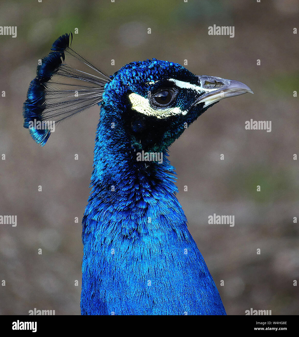 The brightly coloured plumage of the male Peafowl or Peacock is a