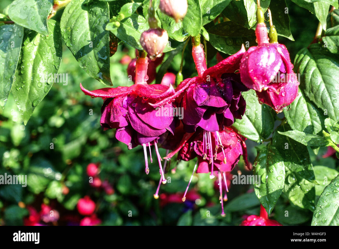 Red Fuchsia flowers close up Stock Photo