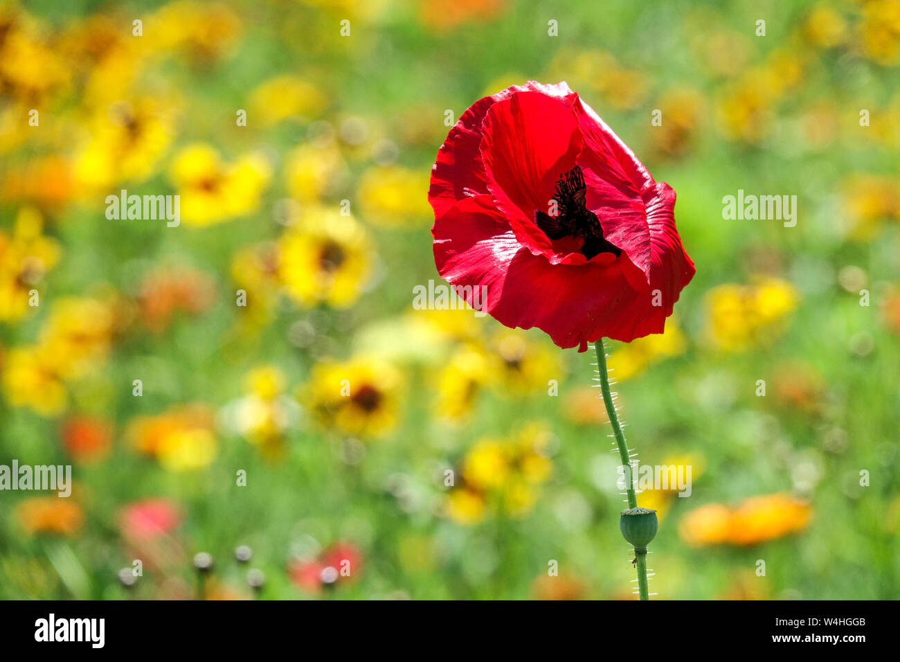 Red yellow Combination Flowers Blurred Background Summer Garden Meadow Red poppy Flower Single Wild Flower Garden Field Poppy Wildflower Papaver Stock Photo