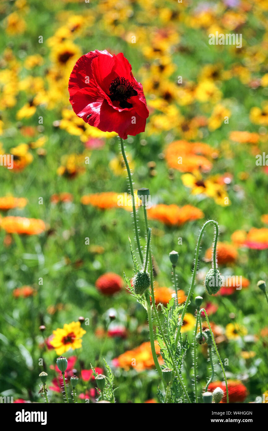 Red yellow garden combination flowers, summer meadow, red poppy Stock Photo