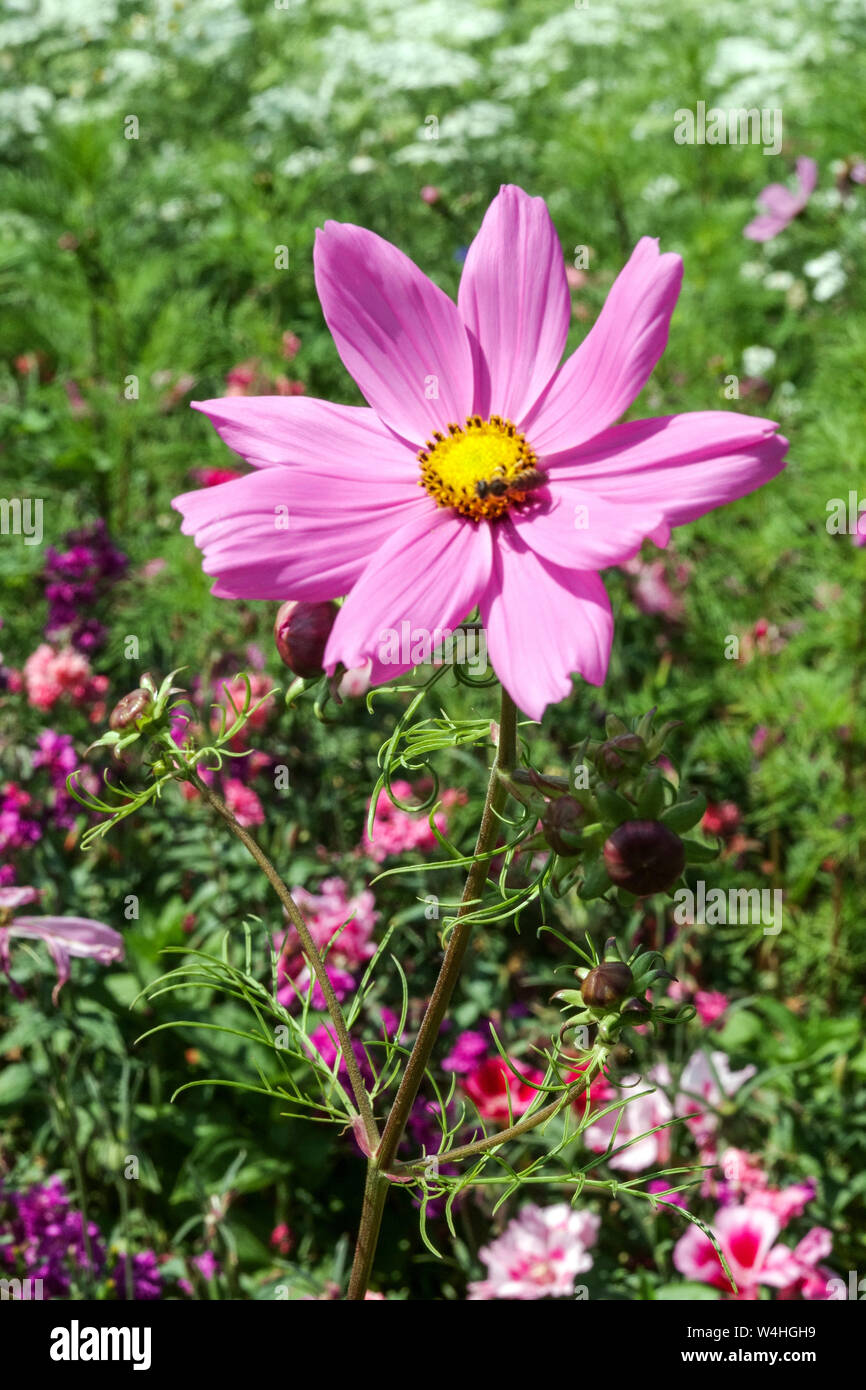 Garden Cosmos bipinnatus, pink flower portrait in the garden Stock Photo