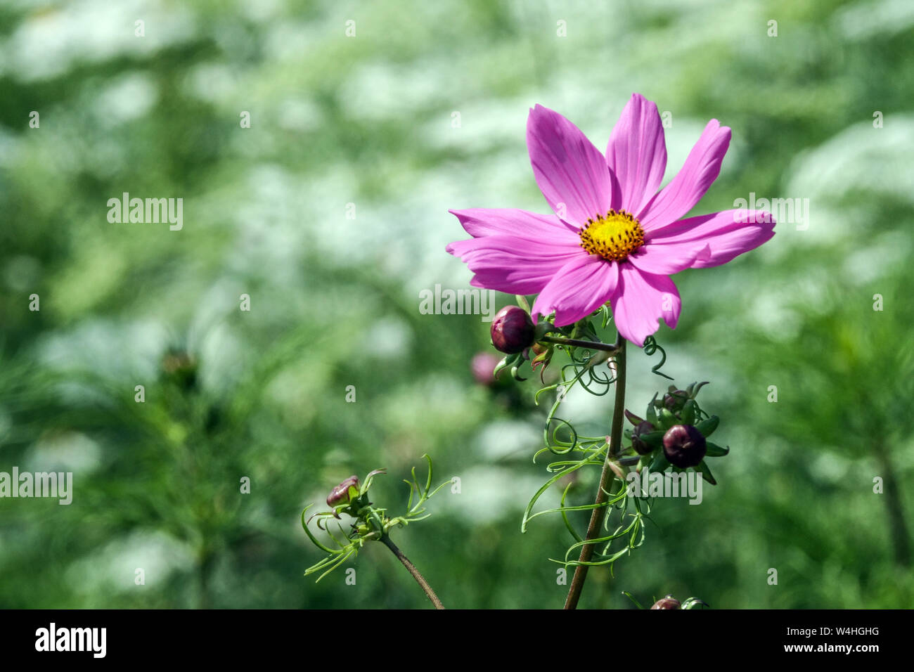 Garden Cosmos bipinnatus, pink flower portrait, Mexican aster Cosmos flower Stock Photo