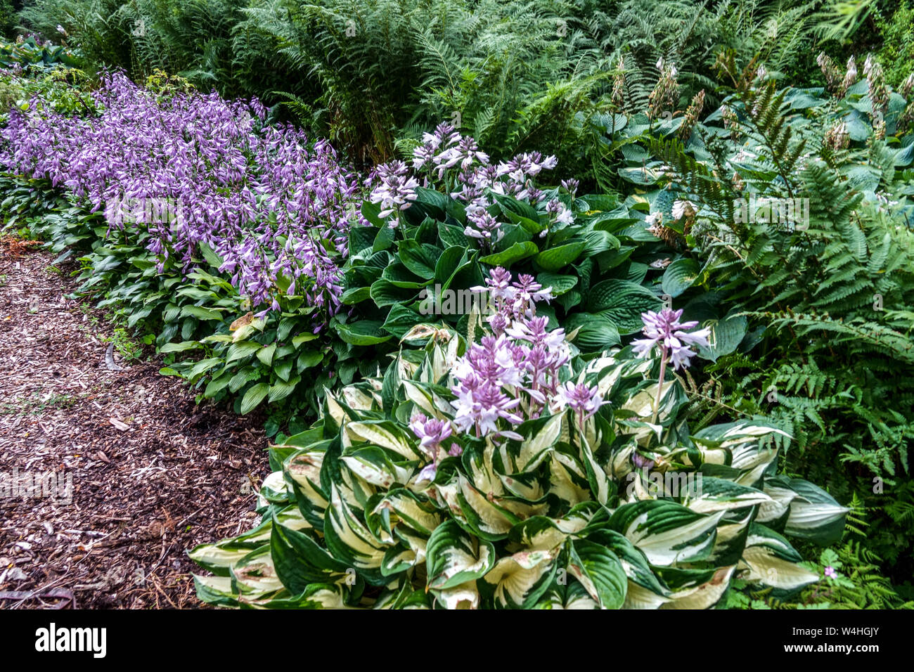 Flowering hosta border Stock Photo