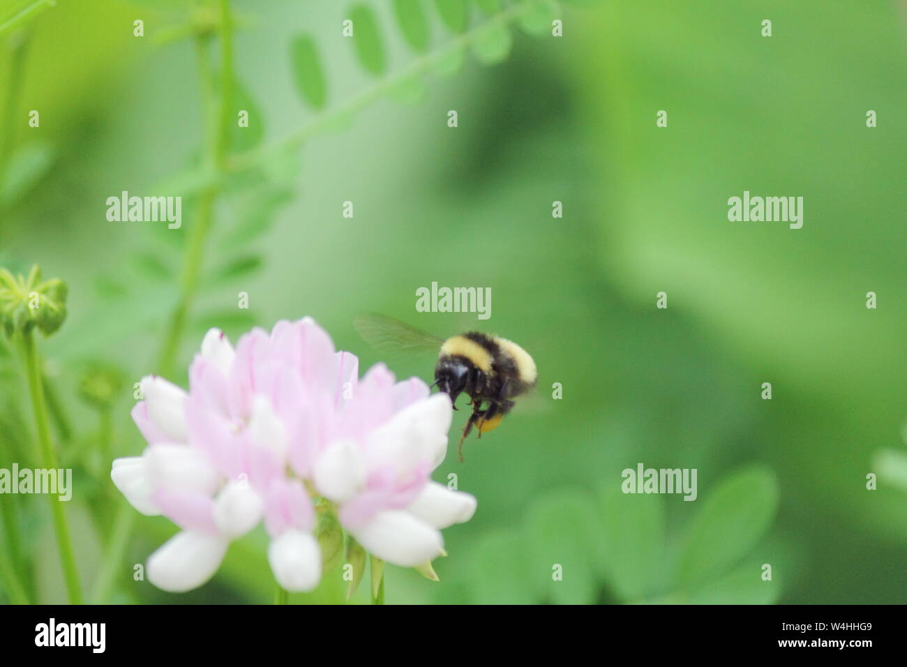 Bumblebee hovering behind a pink wildflower in the lower left of the photograph Stock Photo