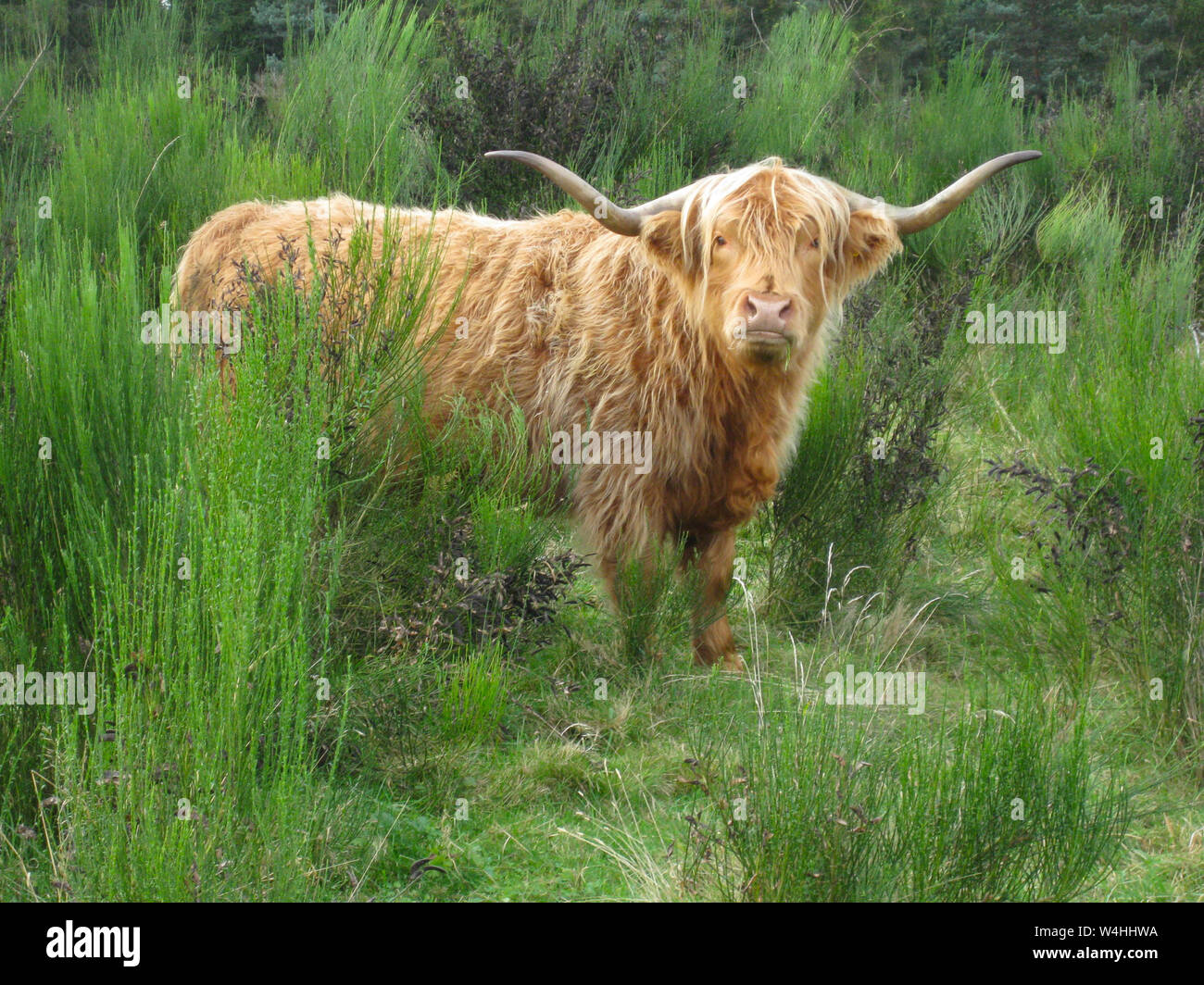 big highland cattle in Scotland on meadow Stock Photo