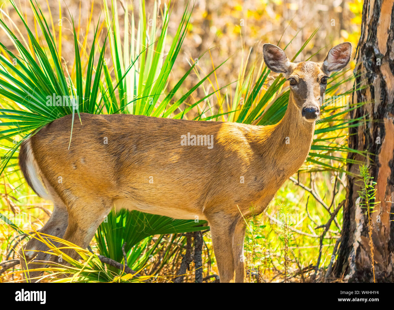 Baby Caribou High Resolution Stock Photography and Images Alamy
