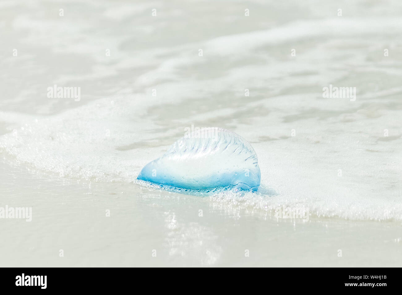 Portuguese Man O' War Stock Photo