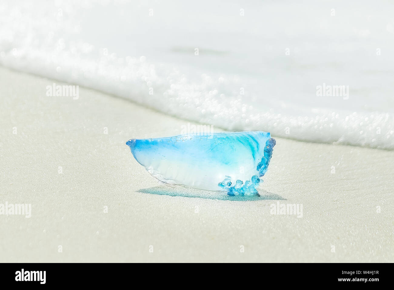 Portuguese Man O' War Stock Photo