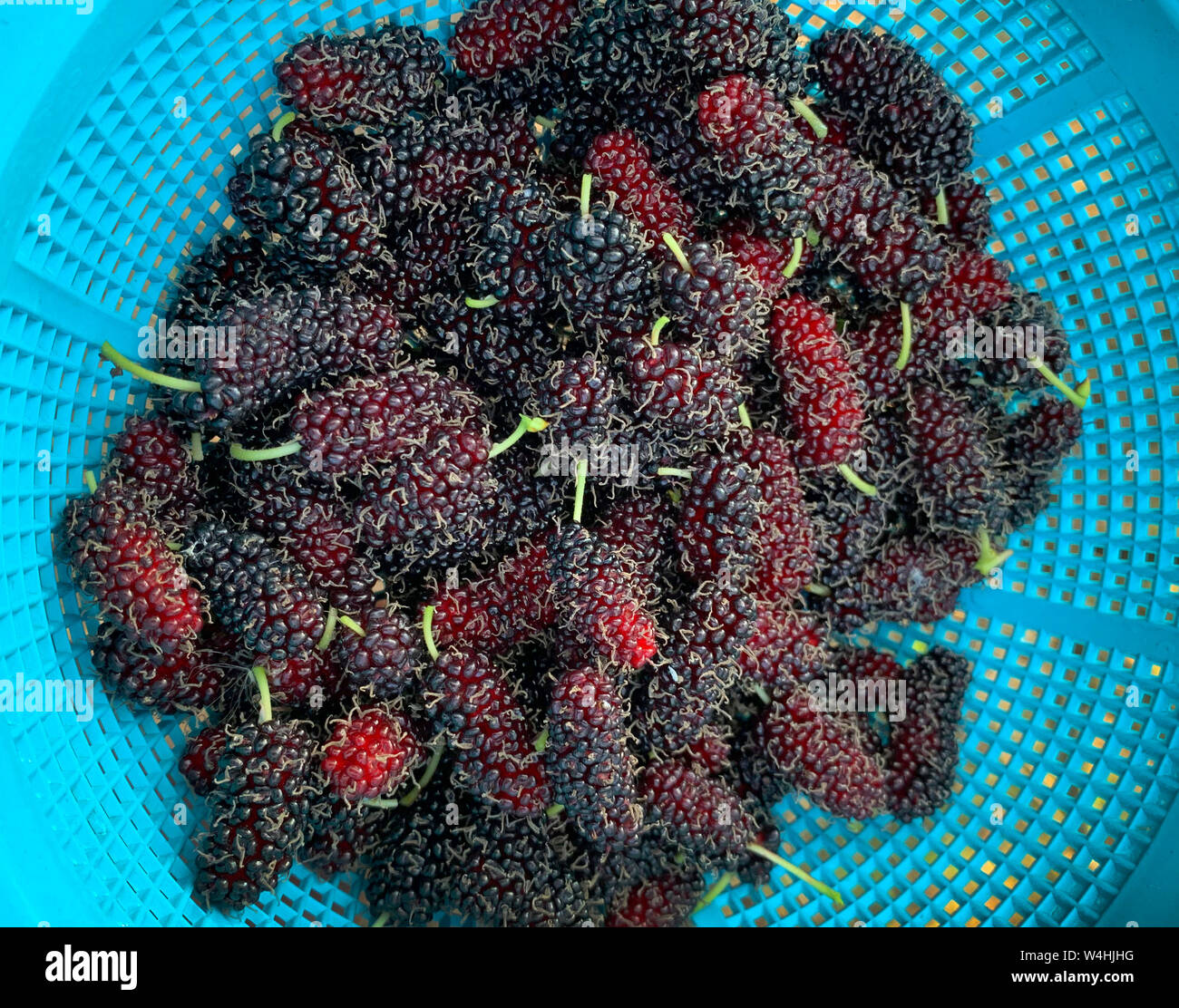The mulberry fruits that are ripe and not ripe for health are placed in a blue basket. Stock Photo