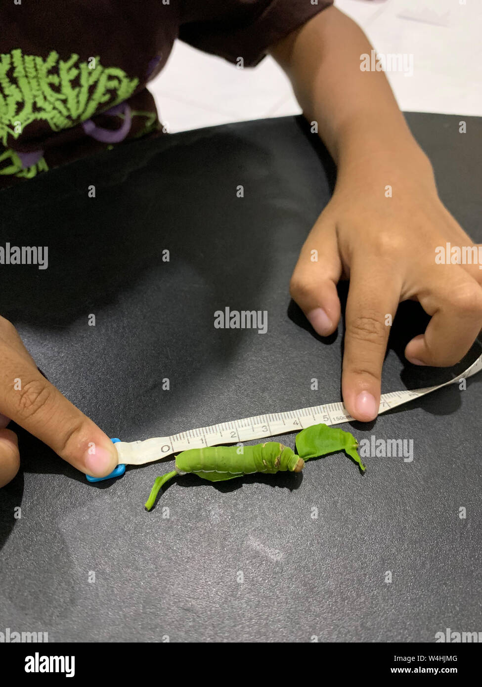 Asian children are measuring the size of caterpillars, kaffir lime leaves. Stock Photo