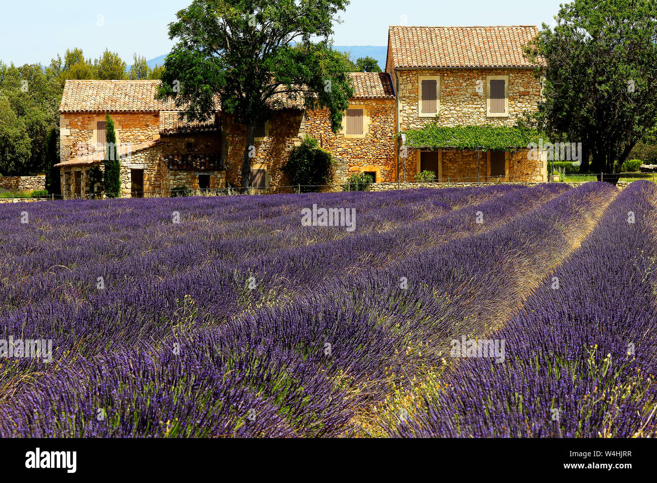 Farmhouse and lavender field, Bonnieux, Provence-Alpes-Cote d'Azur, France. Stock Photo