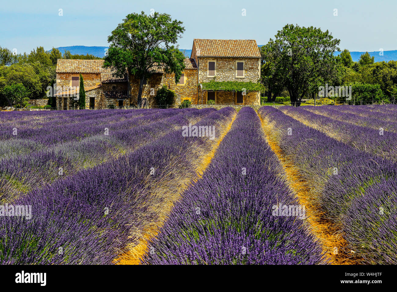 Farmhouse and lavender field, Bonnieux, Provence-Alpes-Cote d'Azur, France. Stock Photo
